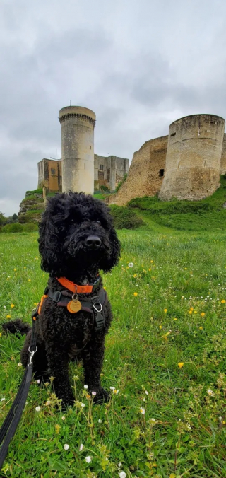 Illustration de l'article : La renaissance inspirante de Jack, un Caniche autrefois négligé dans un élevage illégal de chiots