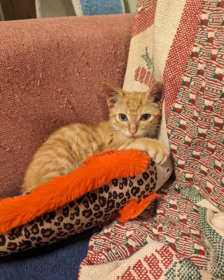 Illustration de l'article : Découvert sous une voiture en marche, un chaton terrifié mobilise tout un quartier prêt à le sauver