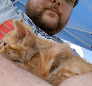 Illustration de l'article : Découvert sous une voiture en marche, un chaton terrifié mobilise tout un quartier prêt à le sauver