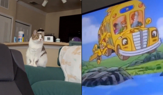 Illustration de l'article : Regarder les dessins animés avec sa maîtresse est un rituel matinal sacré pour ce chat (vidéo)