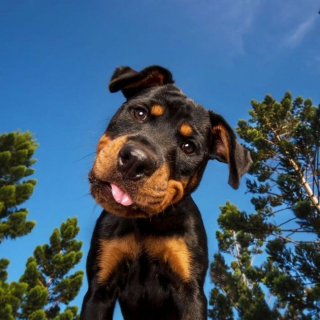 Illustration de l'article : 18 photos de chiens inclinant la tête pour mieux comprendre ce qu'ils perçoivent et vous séduire