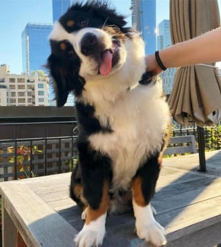 Illustration de l'article : 18 photos de chiens inclinant la tête pour mieux comprendre ce qu'ils perçoivent et vous séduire