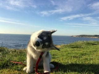 Illustration de l'article : 18 photos de chiens inclinant la tête pour mieux comprendre ce qu'ils perçoivent et vous séduire