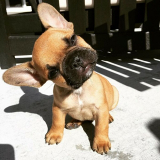 Illustration de l'article : 18 photos de chiens inclinant la tête pour mieux comprendre ce qu'ils perçoivent et vous séduire