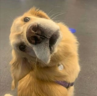 Illustration de l'article : 18 photos de chiens inclinant la tête pour mieux comprendre ce qu'ils perçoivent et vous séduire