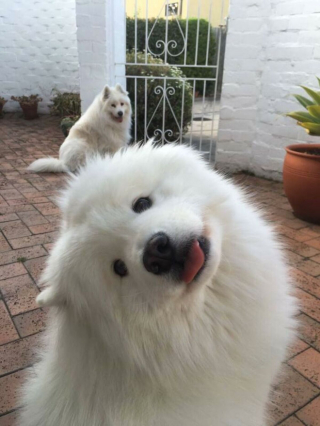 Illustration de l'article : 18 photos de chiens inclinant la tête pour mieux comprendre ce qu'ils perçoivent et vous séduire