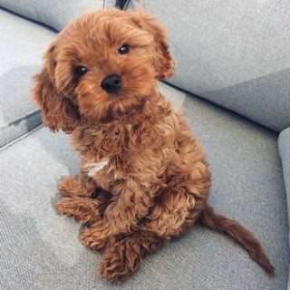 Illustration de l'article : 18 photos de chiens inclinant la tête pour mieux comprendre ce qu'ils perçoivent et vous séduire