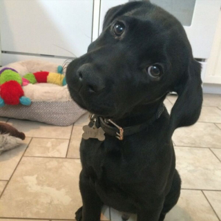 Illustration de l'article : 18 photos de chiens inclinant la tête pour mieux comprendre ce qu'ils perçoivent et vous séduire