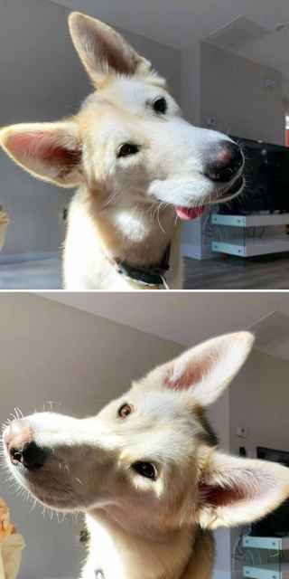 Illustration de l'article : 18 photos de chiens inclinant la tête pour mieux comprendre ce qu'ils perçoivent et vous séduire