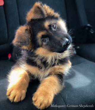 Illustration de l'article : 18 photos de chiens inclinant la tête pour mieux comprendre ce qu'ils perçoivent et vous séduire