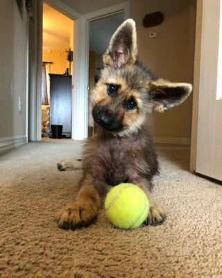 Illustration de l'article : 18 photos de chiens inclinant la tête pour mieux comprendre ce qu'ils perçoivent et vous séduire