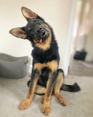 Illustration de l'article : 18 photos de chiens inclinant la tête pour mieux comprendre ce qu'ils perçoivent et vous séduire