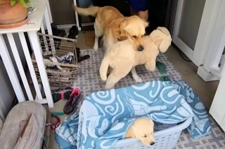 Illustration de l'article : Inséparable de son chien en peluche, un Golden Retriever esseulé se voit offrir le plus beau des cadeaux (vidéo)