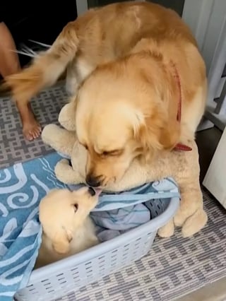 Illustration de l'article : Inséparable de son chien en peluche, un Golden Retriever esseulé se voit offrir le plus beau des cadeaux (vidéo)