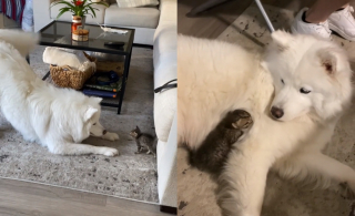 Illustration de l'article : L'adorable réaction d'une Samoyède à qui on présente un chaton orphelin ayant besoin de réconfort (vidéo)