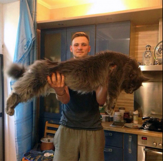 Illustration de l'article : 20 photos célébrant le Maine Coon, race de chat qui allie taille imposante et charme irrésistible