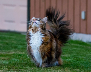 Illustration de l'article : 20 photos célébrant le Maine Coon, race de chat qui allie taille imposante et charme irrésistible