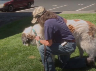 Illustration de l'article : Un chien d'assistance en herbe rencontre sa nouvelle famille après un formidable élan de solidarité