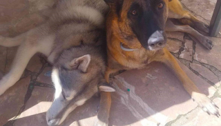 Illustration de l'article : Maltraité dans le passé, un chien de refuge peine à trouver une famille à cause de sa maladie