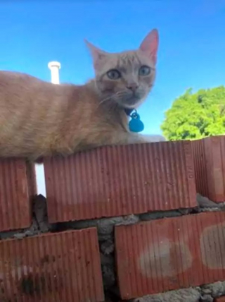Illustration de l'article : La réaction touchante d'un chat réalisant que la chienne qu'il avait l'habitude de tourmenter est malade (vidéo)