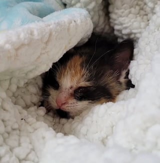 Illustration de l'article : Cette chatonne trouve du réconfort en rencontrant un félin qui ressemble à sa sœur décédée 