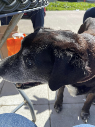 Illustration de l'article : Jugée « trop vieille et inutile », une chienne de 21 ans est abandonnée par son maître