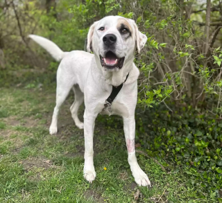 Illustration de l'article : Un chien perd sa maîtresse lors d'une collision fatale avant de s'offrir un nouveau départ inespéré