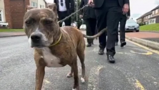 Illustration de l'article : Un amour éternel : un chien conduit le cortège funèbre de son défunt maître (vidéo)