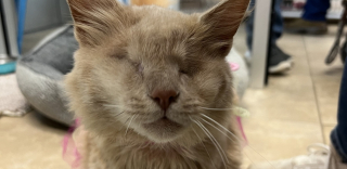 Illustration de l'article : Une chatte rendue aveugle par un accident se bat pour surmonter son handicap en vue d'un nouveau départ