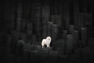 Illustration de l'article : 20 photos exceptionnelles de chiens capturant leur beauté et celle de l'Islande