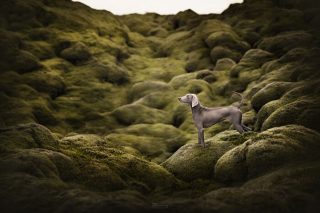 Illustration de l'article : 20 photos exceptionnelles de chiens capturant leur beauté et celle de l'Islande