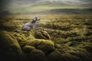 Illustration de l'article : 20 photos exceptionnelles de chiens capturant leur beauté et celle de l'Islande