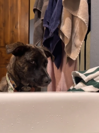 Illustration de l'article : Ce chien pousse sa balle dans le bain de sa maîtresse et prétend qu’il n’a rien fait (vidéo)
