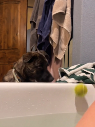Illustration de l'article : Ce chien pousse sa balle dans le bain de sa maîtresse et prétend qu’il n’a rien fait (vidéo)