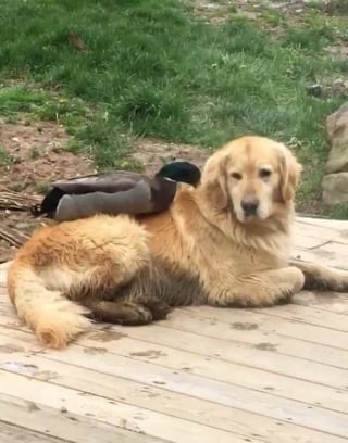Illustration de l'article : L'amitié insolite entre un Golden Retriever et un canard ayant une passion commune pour la baignade