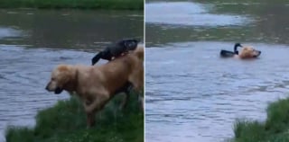 Illustration de l'article : L'amitié insolite entre un Golden Retriever et un canard ayant une passion commune pour la baignade