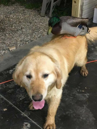 Illustration de l'article : L'amitié insolite entre un Golden Retriever et un canard ayant une passion commune pour la baignade