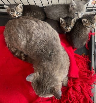 Illustration de l'article : Des nouvelles de Mr.Mom, le chat mâle qui avait pris soin d’une portée de chatons orphelins il y a 3 mois