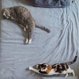 Illustration de l'article : Des nouvelles de Mr.Mom, le chat mâle qui avait pris soin d’une portée de chatons orphelins il y a 3 mois
