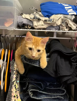 Illustration de l'article : 15 photos drôles de chats roux s'étant mis dans des situations qu'ils préféreraient oublier au plus vite