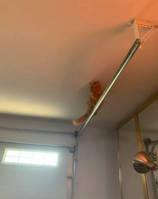 Illustration de l'article : 15 photos drôles de chats roux s'étant mis dans des situations qu'ils préféreraient oublier au plus vite
