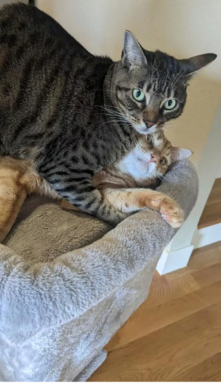 Illustration de l'article : 15 photos drôles de chats roux s'étant mis dans des situations qu'ils préféreraient oublier au plus vite