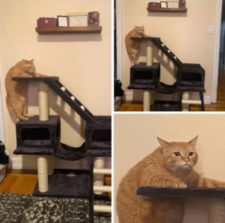 Illustration de l'article : 15 photos drôles de chats roux s'étant mis dans des situations qu'ils préféreraient oublier au plus vite