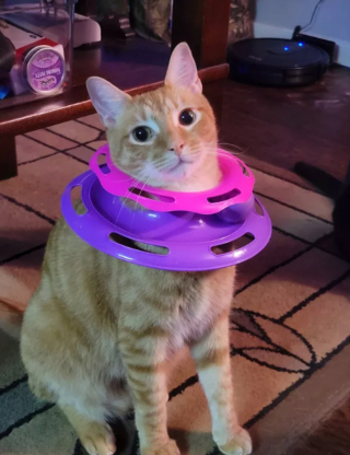 Illustration de l'article : 15 photos drôles de chats roux s'étant mis dans des situations qu'ils préféreraient oublier au plus vite