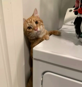 Illustration de l'article : 15 photos drôles de chats roux s'étant mis dans des situations qu'ils préféreraient oublier au plus vite