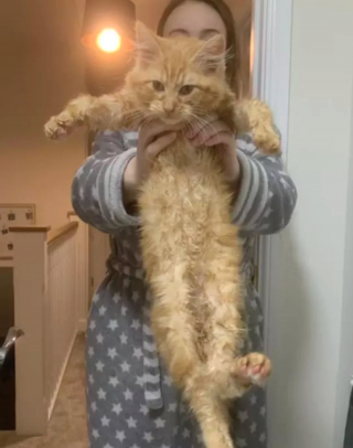 Illustration de l'article : 15 photos drôles de chats roux s'étant mis dans des situations qu'ils préféreraient oublier au plus vite