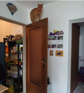 Illustration de l'article : 15 photos drôles de chats roux s'étant mis dans des situations qu'ils préféreraient oublier au plus vite