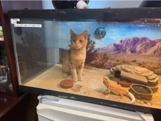 Illustration de l'article : 15 photos drôles de chats roux s'étant mis dans des situations qu'ils préféreraient oublier au plus vite