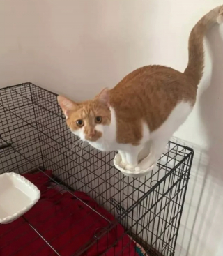Illustration de l'article : 15 photos drôles de chats roux s'étant mis dans des situations qu'ils préféreraient oublier au plus vite