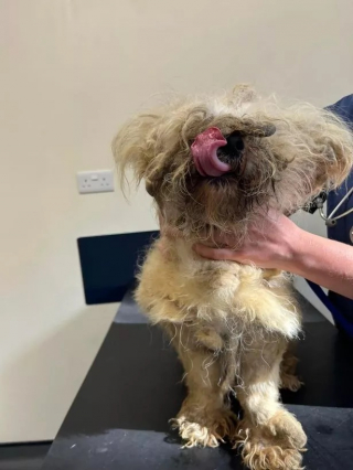 Illustration de l'article : Découvert dans un état épouvantable, un chien trouve du réconfort dans les bras d'un couple aimant